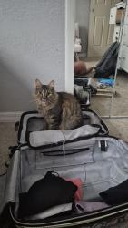 Lost Male Cat last seen Near elderwood street winter springs fl , Winter Springs, FL 32708