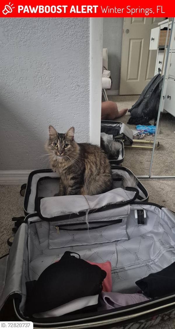 Lost Male Cat last seen Near elderwood street winter springs fl, Winter Springs, FL 32708