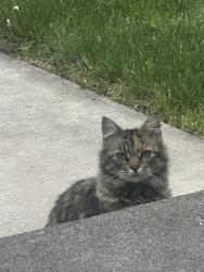 Found/Stray Unknown Cat last seen Near E 200 N orem, Orem, UT 84097