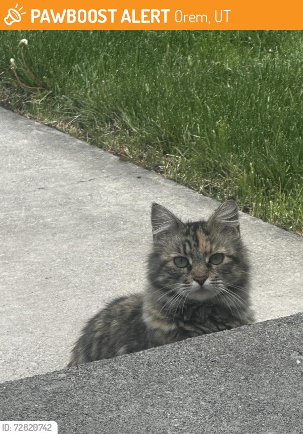 Found/Stray Unknown Cat last seen Near E 200 N orem, Orem, UT 84097