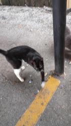 Found/Stray Female Cat last seen Westerland, Houston, TX 77063