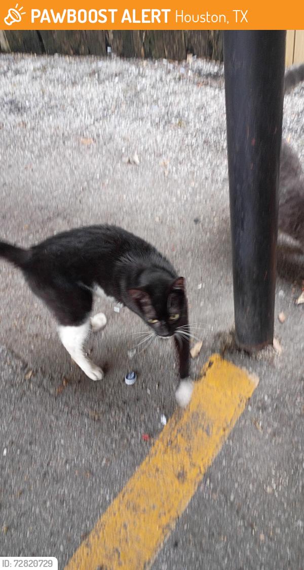 Found/Stray Female Cat last seen Westerland, Houston, TX 77063