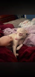 Lost Male Dog last seen 13th and riley, Indianapolis, IN 46201