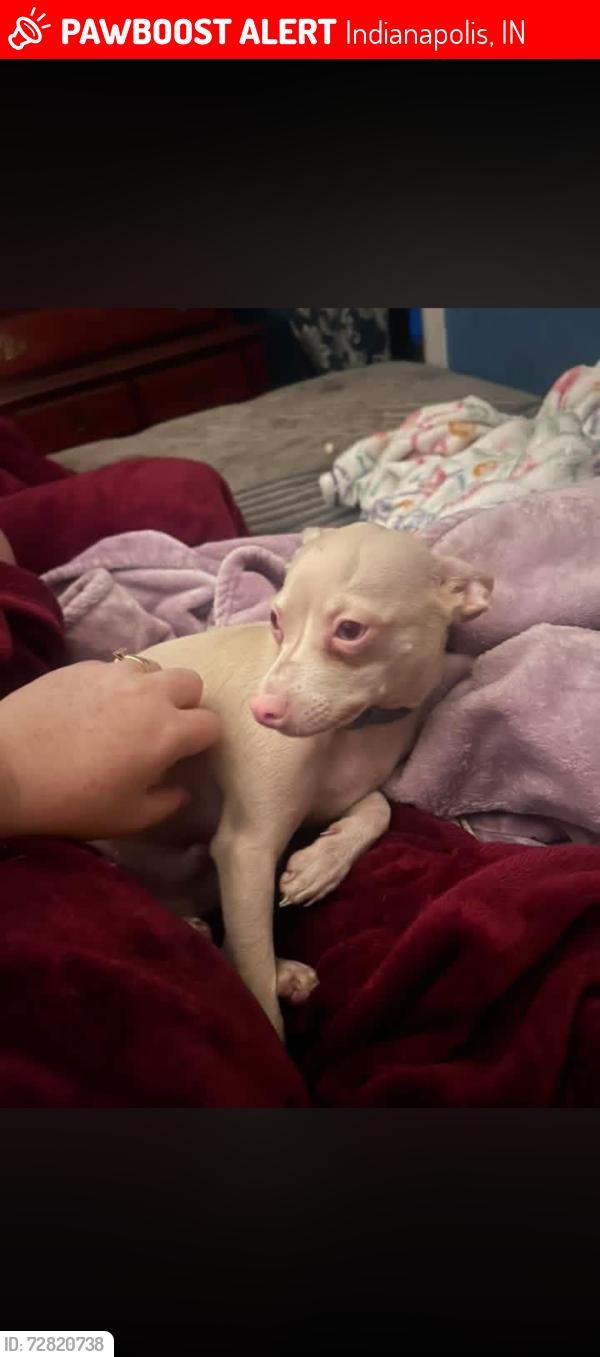 Lost Male Dog last seen 13th and riley, Indianapolis, IN 46201