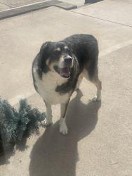 Found/Stray Male Dog last seen Near SR 41 and Titus Rd, Springfield, OH 45502