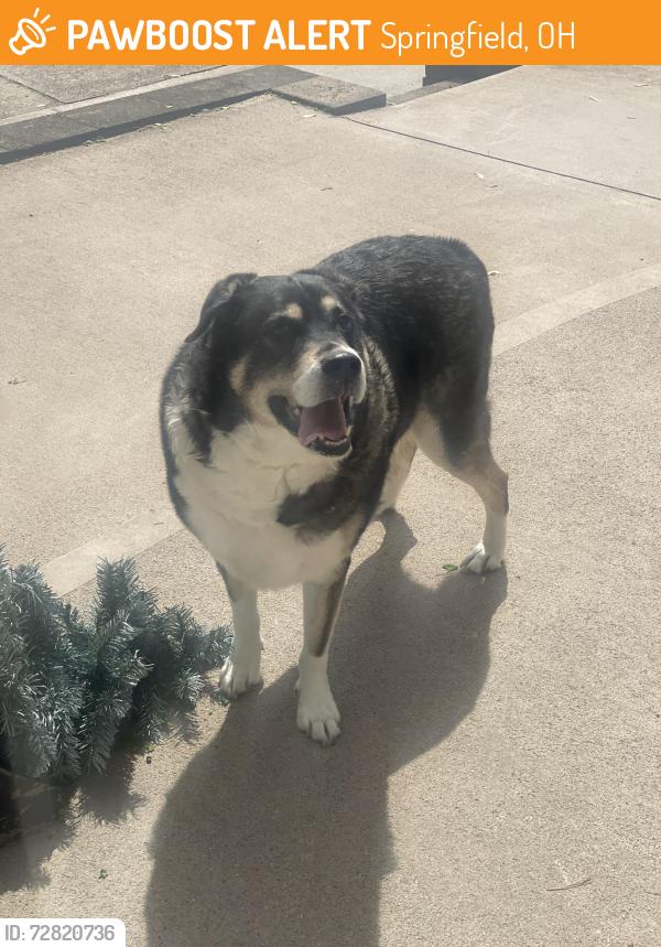 Found/Stray Male Dog last seen Near SR 41 and Titus Rd, Springfield, OH 45502