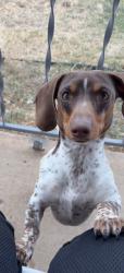 Lost Male Dog last seen NE 14th Ave and N Lake, Amarillo, TX 79107