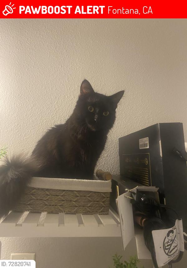 Lost Male Cat last seen Blanchard Ave and Hawthorn , Fontana, CA 92335