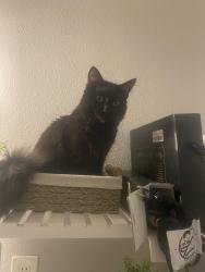 Lost Male Cat last seen Blanchard Ave and Hawthorn , Fontana, CA 92335