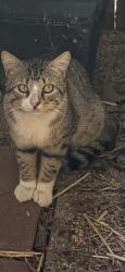 Found/Stray Unknown Cat last seen #148, Crandall, TX 75114