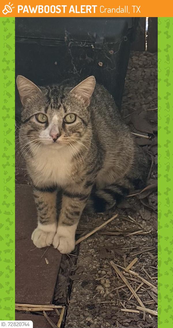 Found/Stray Unknown Cat last seen #148, Crandall, TX 75114