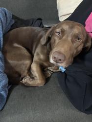 Lost Male Dog last seen Near wabash dr lexington ky 40503, Lexington, KY 40503