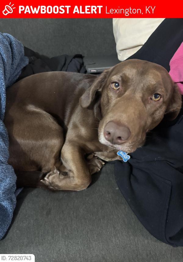 Lost Male Dog last seen Near wabash dr lexington ky 40503, Lexington, KY 40503
