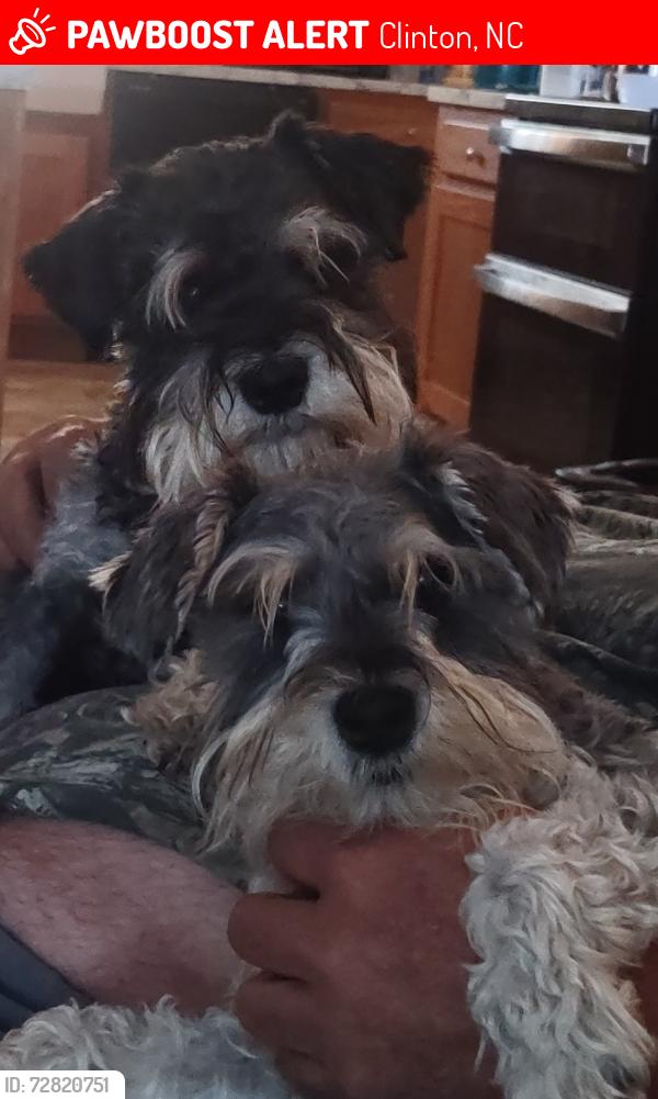 Lost Female Dog last seen Basstown & Renfrow Road Clinton NC, Clinton, NC 28328