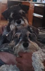 Lost Female Dog last seen Basstown & Renfrow Road Clinton NC, Clinton, NC 28328