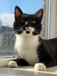 Lost Male Cat last seen Near medomsley road , County Durham, England DH8 5HP