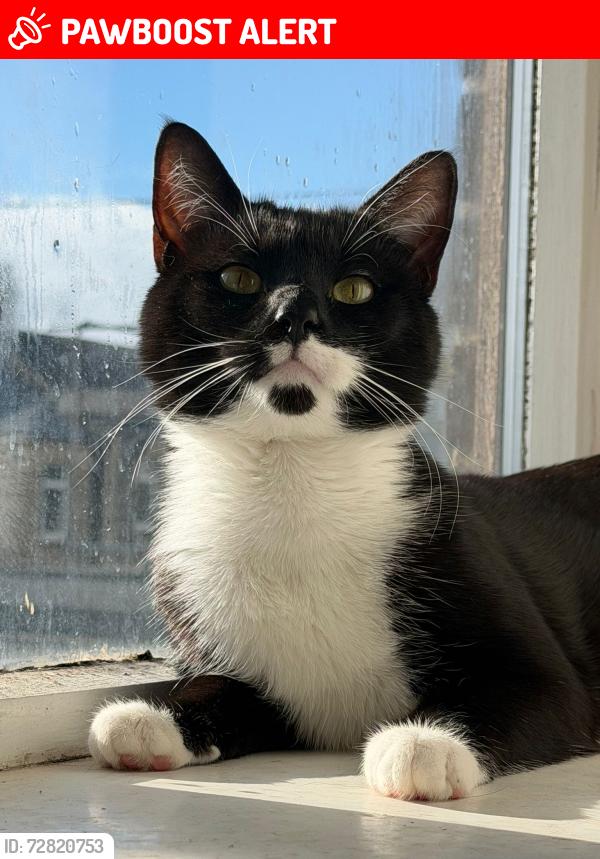 Lost Male Cat last seen Near medomsley road , County Durham, England DH8 5HP