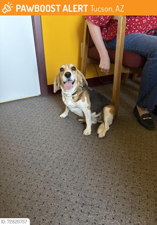 Found/Stray Female Dog last seen Grant and Dragoon, Tucson, AZ 85745