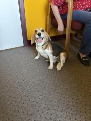 Found/Stray Female Dog last seen Grant and Dragoon, Tucson, AZ 85745