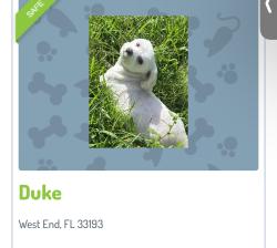 Lost Male Dog last seen Miller 162 Ave , Miami, FL 33193