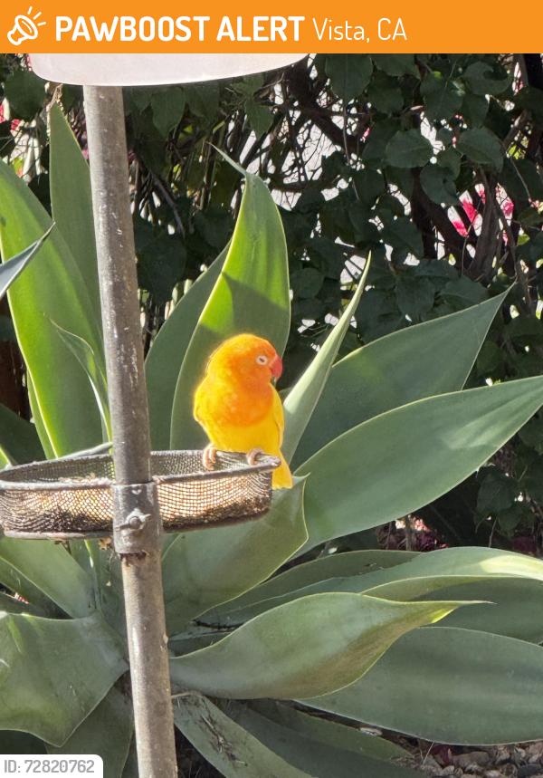 Found/Stray Unknown Bird last seen Spires Street and N. Melrose Drive, Vista, CA 92056