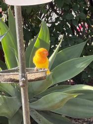 Found/Stray Unknown Bird last seen Spires Street and N. Melrose Drive, Vista, CA 92056