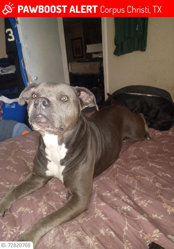 Lost Female Dog last seen Honey Creek drive and woodway Creek drive, Corpus Christi, TX 78410
