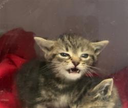 Shelter Stray Male Cat last seen , 14409 Vanowen St, Van Nuys, CA 91405, USA