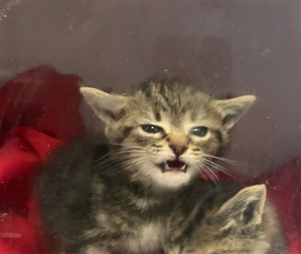 Shelter Stray Male Cat last seen , 14409 Vanowen St, Van Nuys, CA 91405, USA