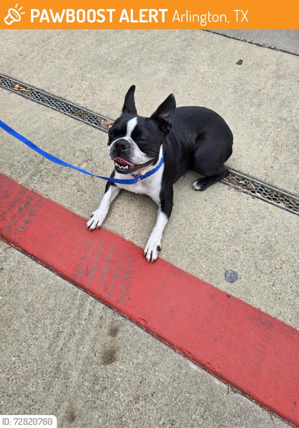 Found/Stray Female Dog last seen Close to bowie high school in the front parking lot., Arlington, TX 76018