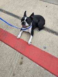 Found/Stray Female Dog last seen Close to bowie high school in the front parking lot., Arlington, TX 76018