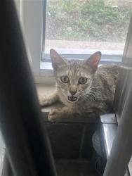 Shelter Stray Female Cat last seen BLOCK OF 600 RUIZ ST, San Antonio, TX 78227