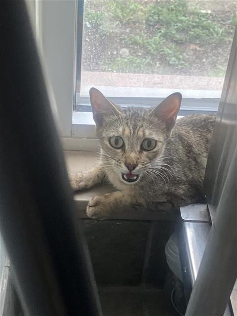 Shelter Stray Female Cat last seen BLOCK OF 600 RUIZ ST, San Antonio, TX 78227