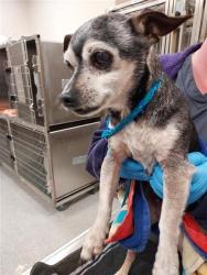 Shelter Stray Male Dog last seen MARITIME DR / HARBOUR POINT DR, Elk Grove, CA 95624