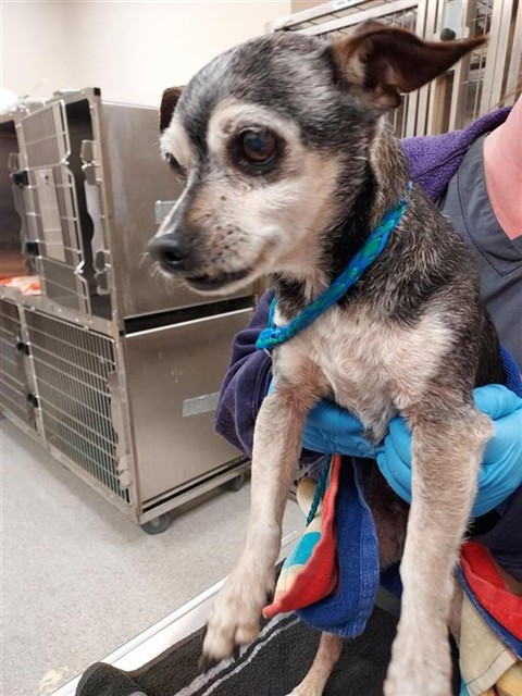 Shelter Stray Male Dog last seen MARITIME DR / HARBOUR POINT DR, Elk Grove, CA 95624