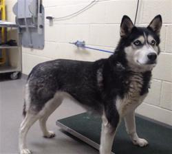 Shelter Stray Female Dog last seen Near BLOCK JASPER ST DENVER COO 80239, 1241 W Bayaud Ave, Denver, CO 80223, USA
