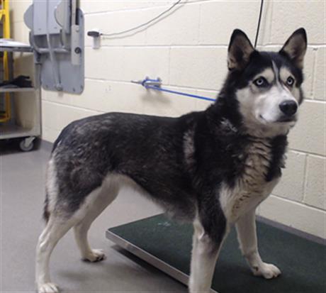 Shelter Stray Female Dog last seen Near BLOCK JASPER ST DENVER COO 80239, 1241 W Bayaud Ave, Denver, CO 80223, USA