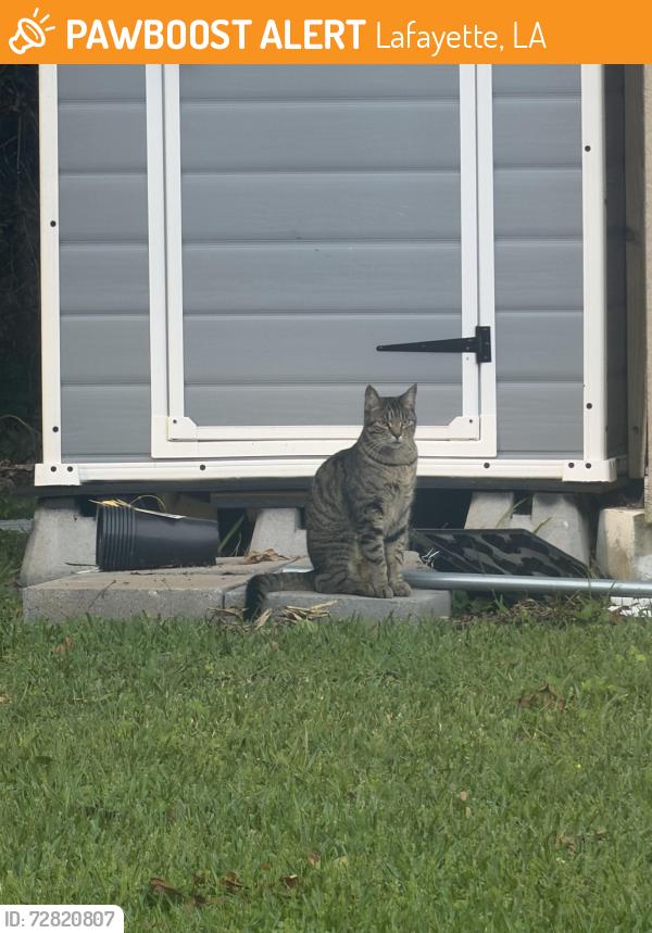 Found/Stray Female Cat last seen Between Johnston St and Robley Dr, Lafayette, LA 70503
