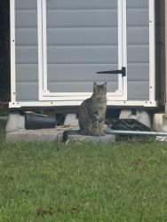 Found/Stray Female Cat last seen Between Johnston St and Robley Dr, Lafayette, LA 70503