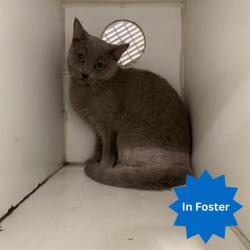Shelter Stray Female Cat last seen Near , Indianapolis, IN 46221