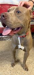 Shelter Stray Male Dog last seen NW 127 ST & NW 10 AVE, Doral, FL 33122