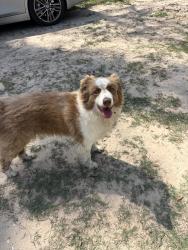 Found/Stray Female Dog last seen Unkkown, Spring, TX 77373