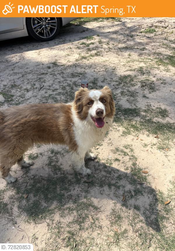 Found/Stray Female Dog last seen Unkkown, Spring, TX 77373