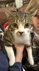 Lost Male Cat last seen S. Claiborne and Leonidas , New Orleans, LA 70118
