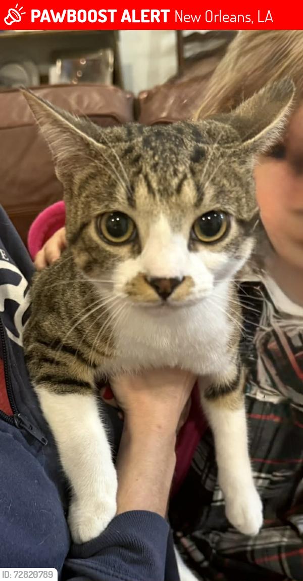 Lost Male Cat last seen S. Claiborne and Leonidas , New Orleans, LA 70118