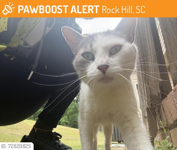 Found/Stray Unknown Cat last seen Confederate park/Willowbrook area , Rock Hill, SC 29730