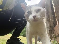 Found/Stray Unknown Cat last seen Confederate park/Willowbrook area , Rock Hill, SC 29730