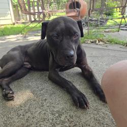Found/Stray Male Dog last seen Engblad & Clover Hill, Fort Worth, TX 76134