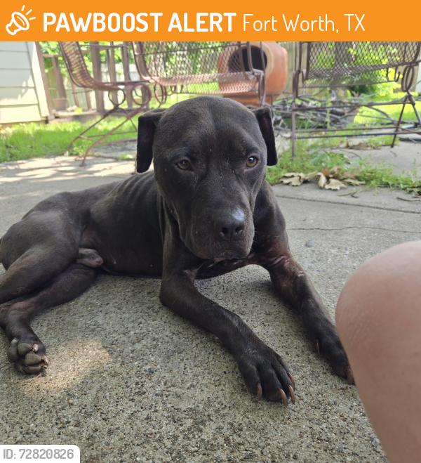 Found/Stray Male Dog last seen Engblad & Clover Hill, Fort Worth, TX 76134