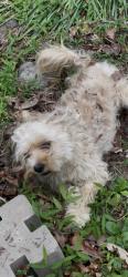 Found/Stray Unknown Dog last seen Laurel crest dr., Durham, NC 27712